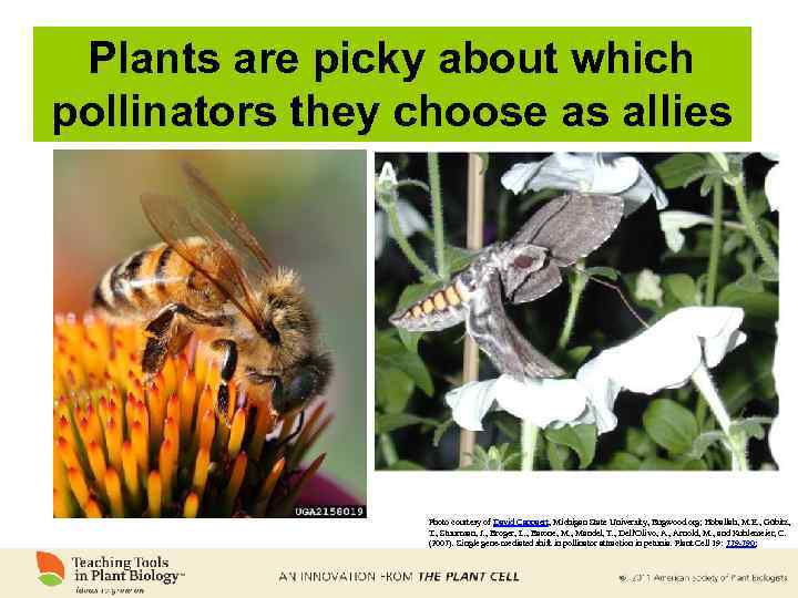 Plants are picky about which pollinators they choose as allies Photo courtesy of David