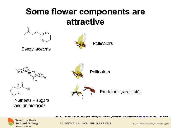 Some flower components are attractive Pollinators Benzyl acetone Pollinators Predators, parasitoids Nutrients – sugars