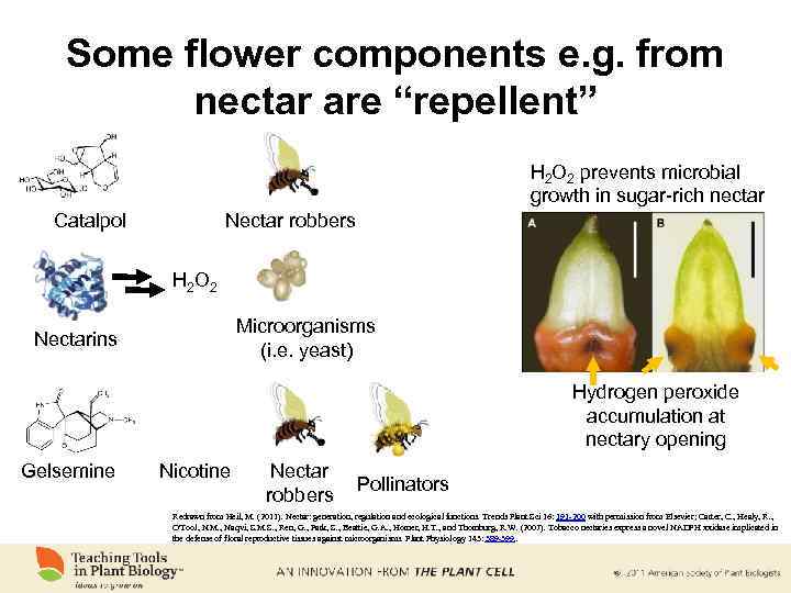 Some flower components e. g. from nectar are “repellent” H 2 O 2 prevents