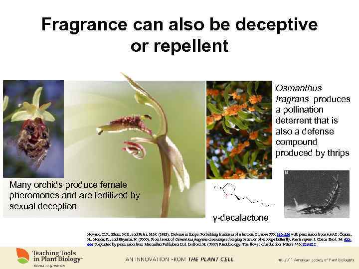 Fragrance can also be deceptive or repellent Osmanthus fragrans produces a pollination deterrent that