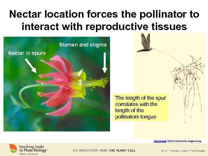 Nectar location forces the pollinator to interact with reproductive tissues Stamen and stigma Nectar