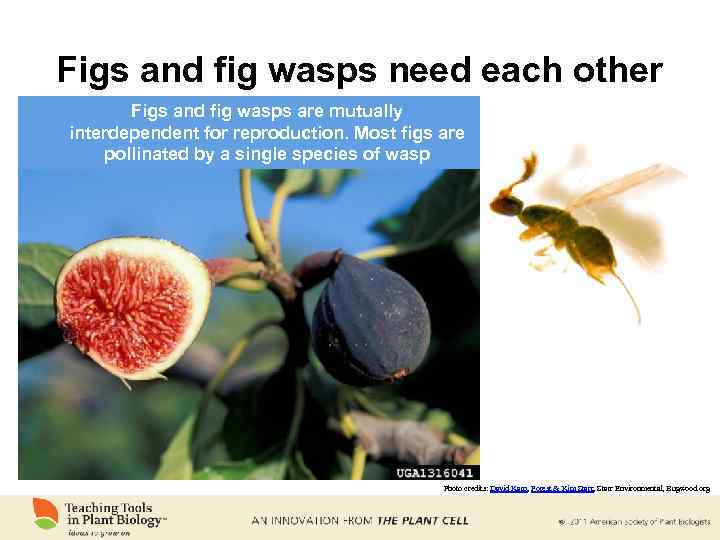 Fig перевод. Fig на английском. Fig Wasp. Инжир и осы.