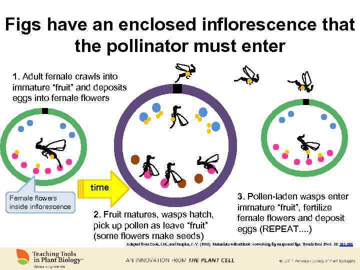 Figs have an enclosed inflorescence that the pollinator must enter 1. Adult female crawls