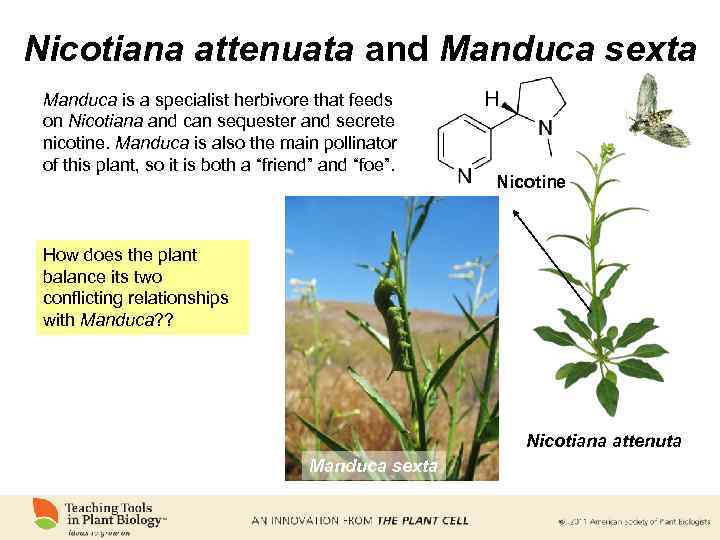 Nicotiana attenuata and Manduca sexta Manduca is a specialist herbivore that feeds on Nicotiana