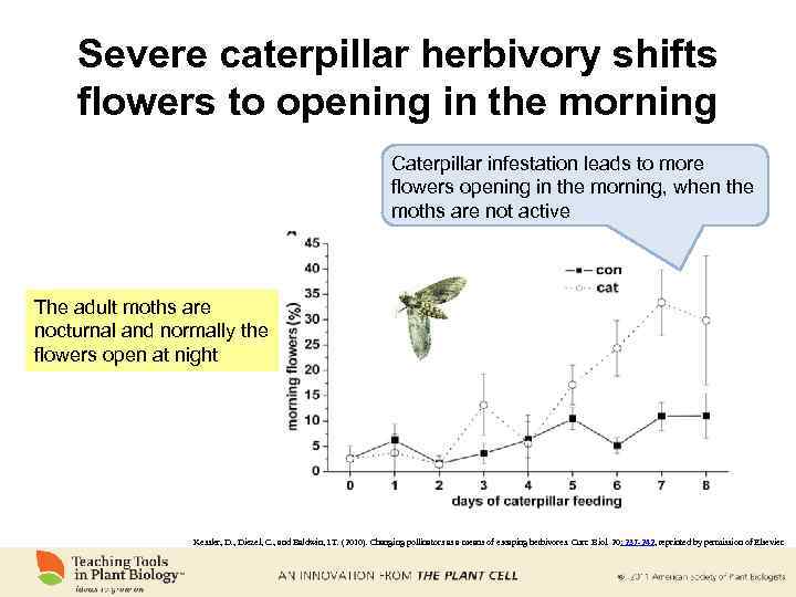 Severe caterpillar herbivory shifts flowers to opening in the morning Caterpillar infestation leads to