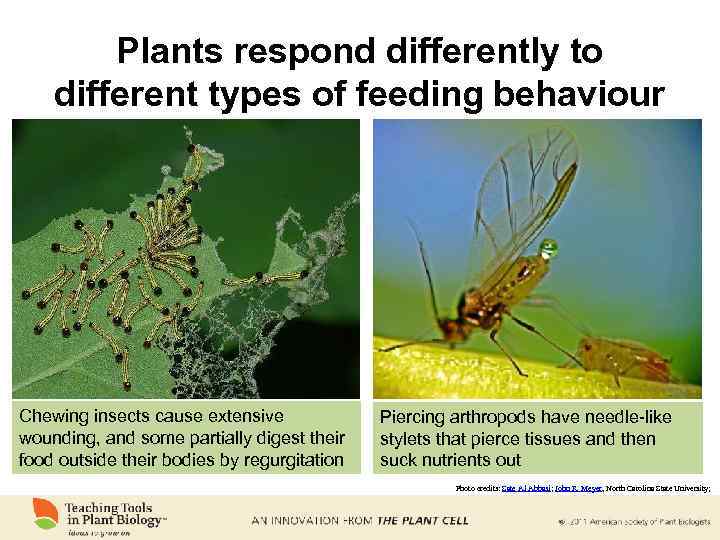 Plants respond differently to different types of feeding behaviour Chewing insects cause extensive wounding,