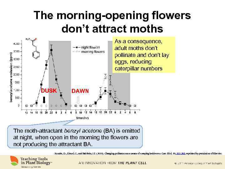 The morning-opening flowers don’t attract moths As a consequence, adult moths don’t pollinate and