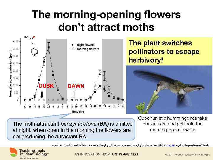 The morning-opening flowers don’t attract moths The plant switches pollinators to escape herbivory! Benzyl