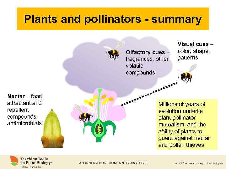 Plants and pollinators - summary Olfactory cues – fragrances, other volatile compounds Nectar –