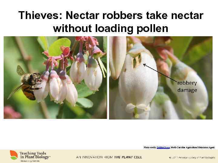 Thieves: Nectar robbers take nectar without loading pollen Photo credit: Debbie Roos, North Carolina