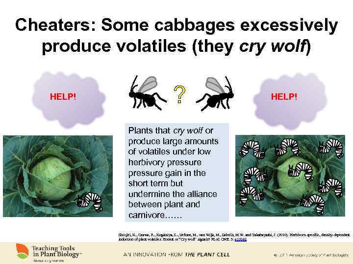 Cheaters: Some cabbages excessively produce volatiles (they cry wolf) HELP! ? HELP! Plants that