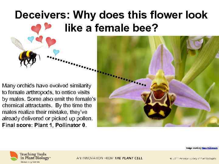 Deceivers: Why does this flower look like a female bee? Many orchids have evolved