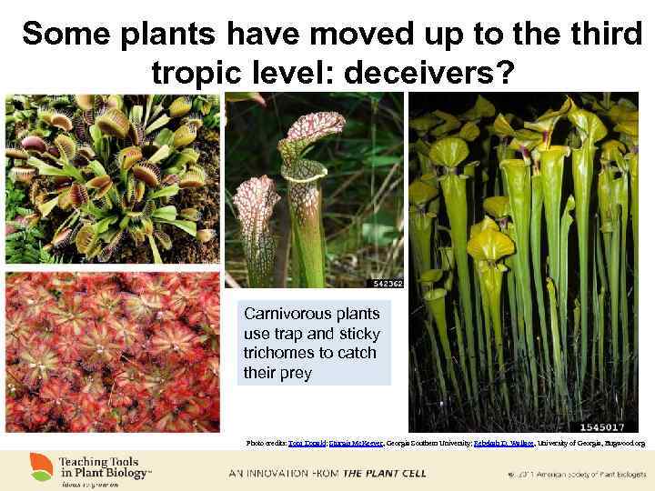 Some plants have moved up to the third tropic level: deceivers? Carnivorous plants use