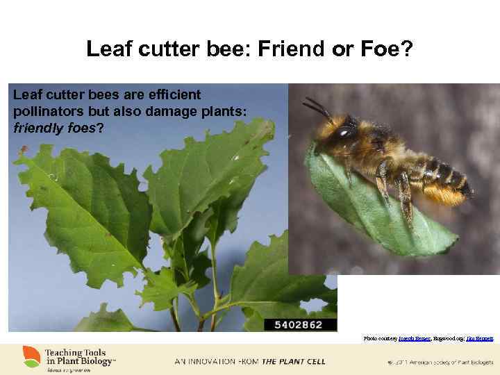 Leaf cutter bee: Friend or Foe? Leaf cutter bees are efficient pollinators but also