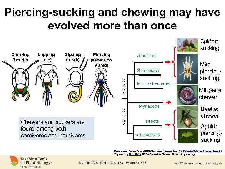 Piercing-sucking and chewing may have evolved more than once Spider: sucking Chewing (beetle) Lapping