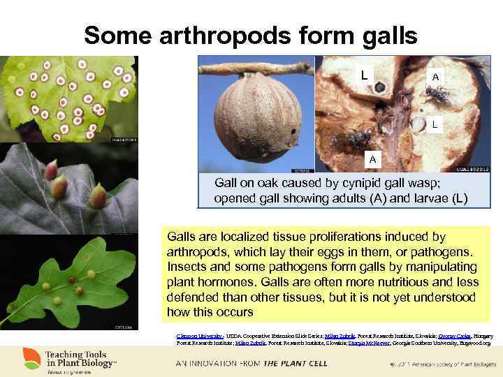 Some arthropods form galls L A Gall on oak caused by cynipid gall wasp;