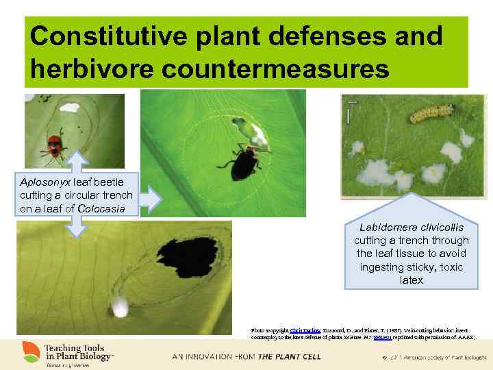 Constitutive plant defenses and herbivore countermeasures Aplosonyx leaf beetle cutting a circular trench on