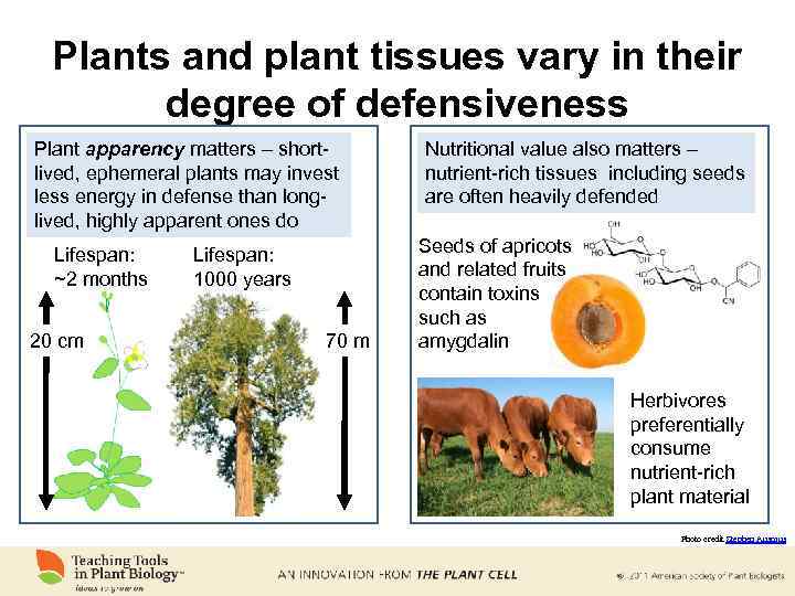 Plants and plant tissues vary in their degree of defensiveness Plant apparency matters –