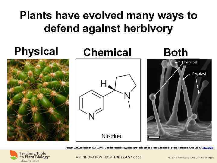 Plants have evolved many ways to defend against herbivory Physical Chemical Both Chemical Physical