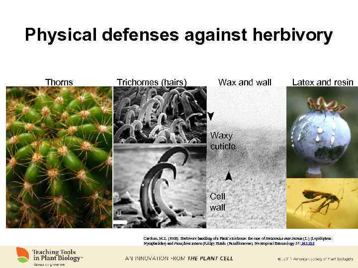 Physical defenses against herbivory Thorns Trichomes (hairs) Wax and wall Latex and resin Waxy