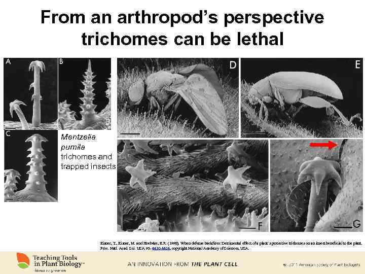 From an arthropod’s perspective trichomes can be lethal Mentzelia pumila trichomes and trapped insects