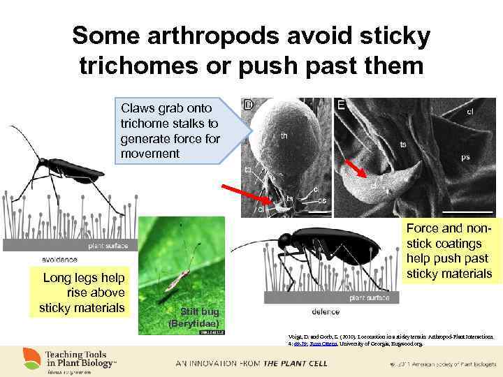 Some arthropods avoid sticky trichomes or push past them Claws grab onto trichome stalks