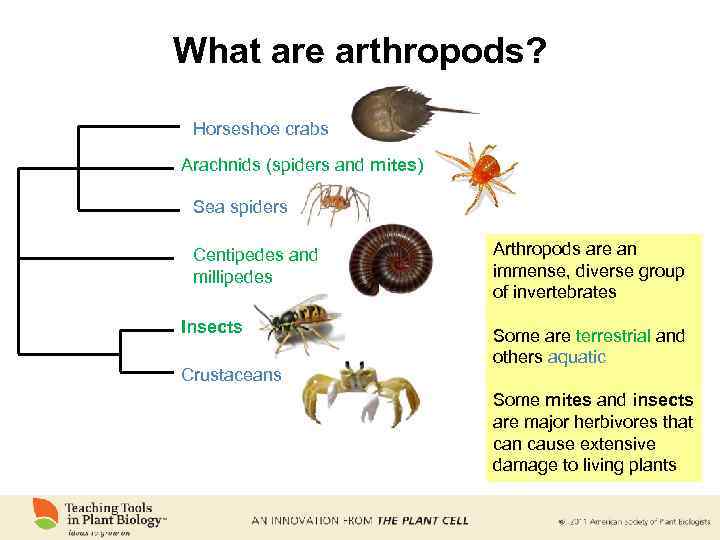 What are arthropods? Horseshoe crabs Arachnids (spiders and mites) Sea spiders Centipedes and millipedes