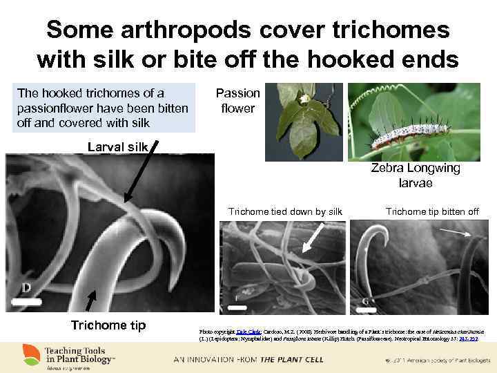 Some arthropods cover trichomes with silk or bite off the hooked ends The hooked