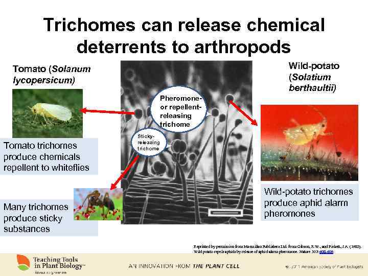 Trichomes can release chemical deterrents to arthropods Wild-potato (Solatium berthaultii) Tomato (Solanum lycopersicum) Pheromoneor