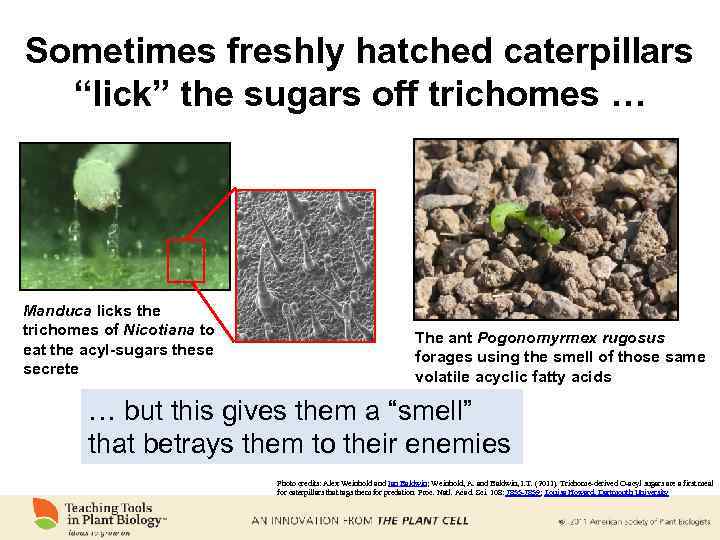 Suggestion for extra slide Sometimes freshly hatched caterpillars “lick” the sugars off trichomes …