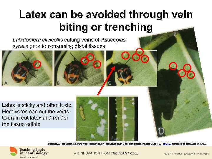 Latex can be avoided through vein biting or trenching Labidomera clivicollis cutting veins of