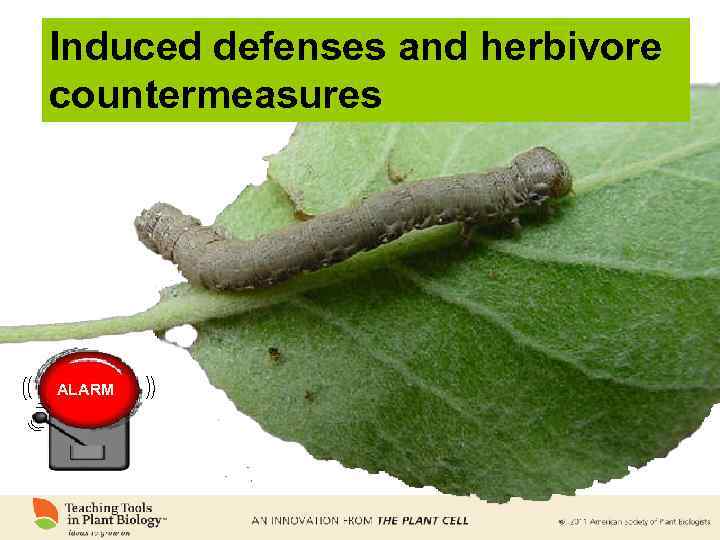 Induced defenses and herbivore countermeasures ALARM 