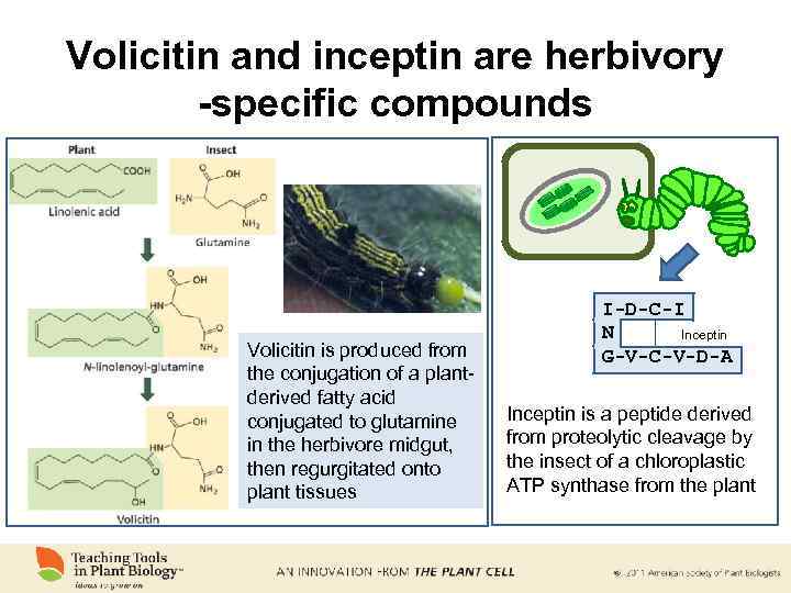 Volicitin and inceptin are herbivory -specific compounds Volicitin is produced from the conjugation of