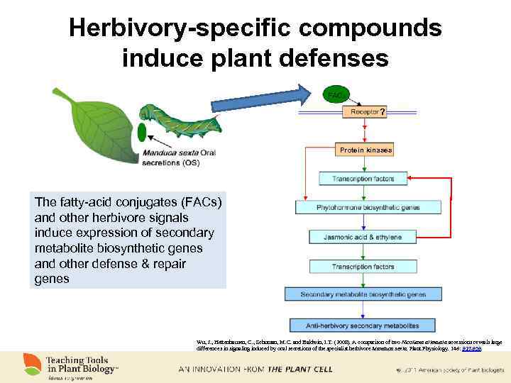 Herbivory-specific compounds induce plant defenses ? Protein kinases The fatty-acid conjugates (FACs) and other