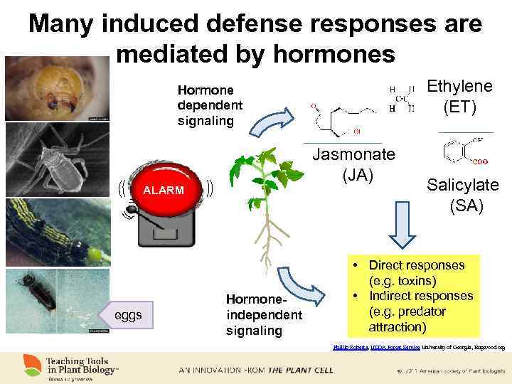 Many induced defense responses are mediated by hormones Ethylene (ET) Hormone dependent signaling Jasmonate