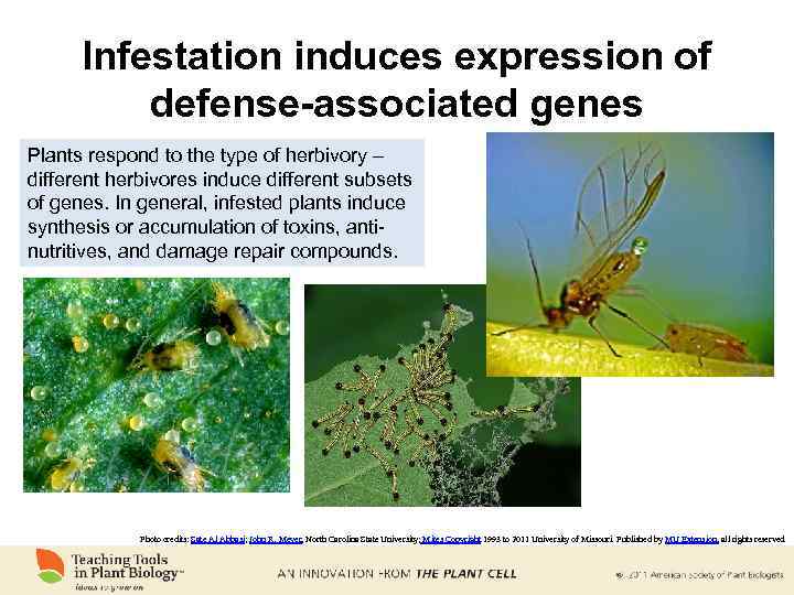 Infestation induces expression of defense-associated genes Plants respond to the type of herbivory –