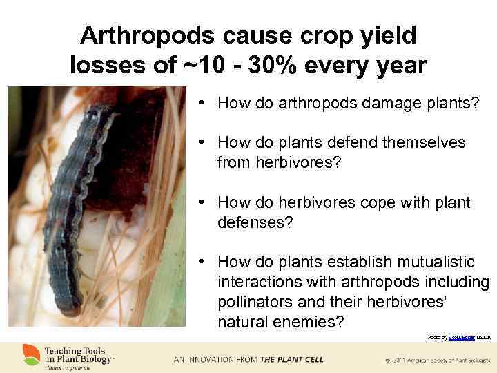 Arthropods cause crop yield losses of ~10 - 30% every year • How do