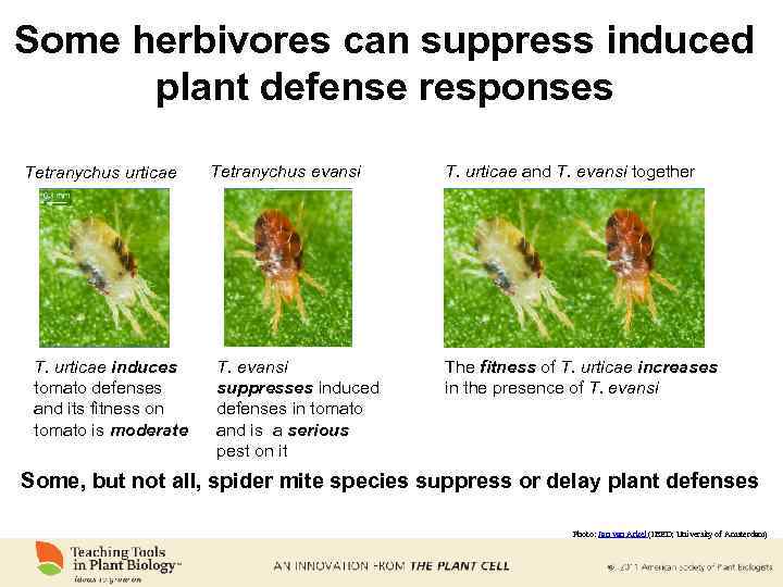 Some herbivores can suppress induced plant defense responses Tetranychus urticae T. urticae induces tomato