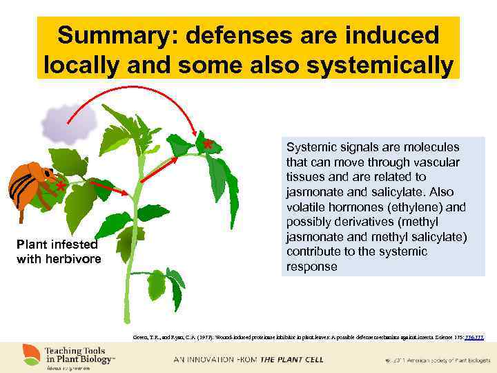 Summary: defenses are induced locally and some also systemically * * Plant infested with