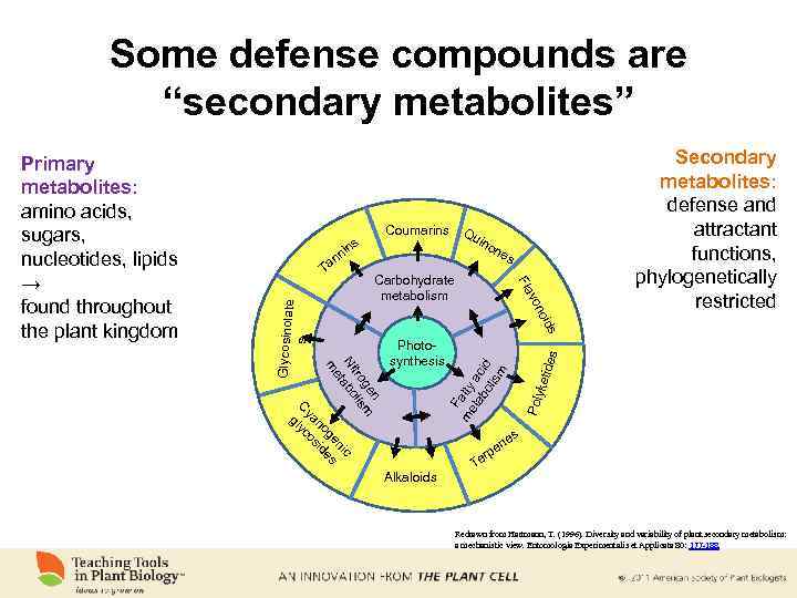 Some defense compounds are “secondary metabolites” Coumarins Qu ino ne s s nin Carbohydrate