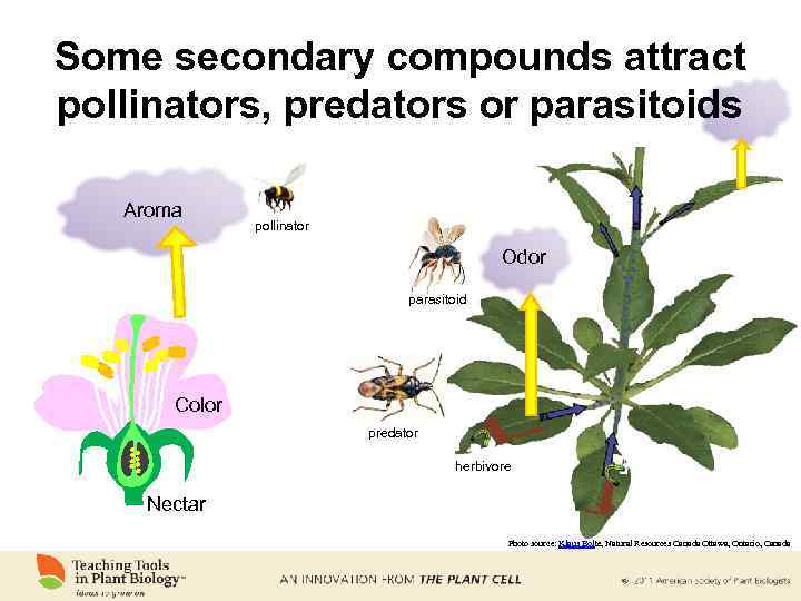 Some secondary compounds attract pollinators, predators or parasitoids Aroma pollinator Odor parasitoid Color predator