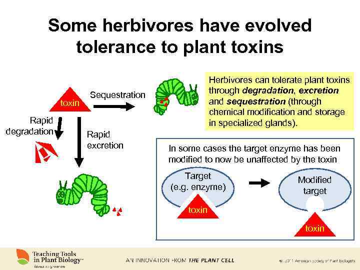 Some herbivores have evolved tolerance to plant toxins toxin Rapid degradation Herbivores can tolerate