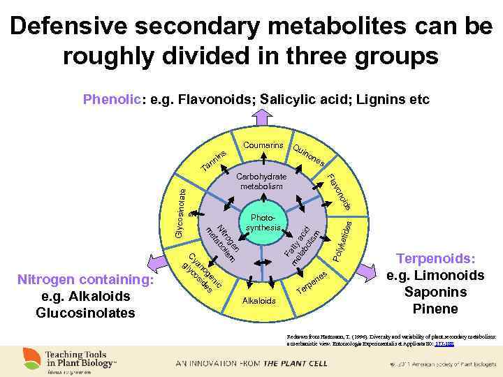 Defensive secondary metabolites can be roughly divided in three groups Phenolic: e. g. Flavonoids;