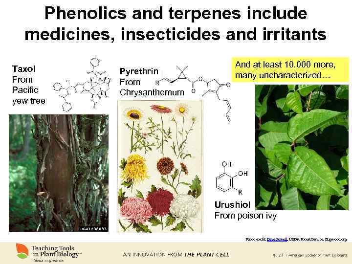 Phenolics and terpenes include medicines, insecticides and irritants Taxol From Pacific yew tree Pyrethrin