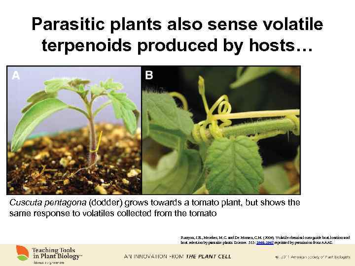 Parasitic plants also sense volatile terpenoids produced by hosts… Cuscuta pentagona (dodder) grows towards