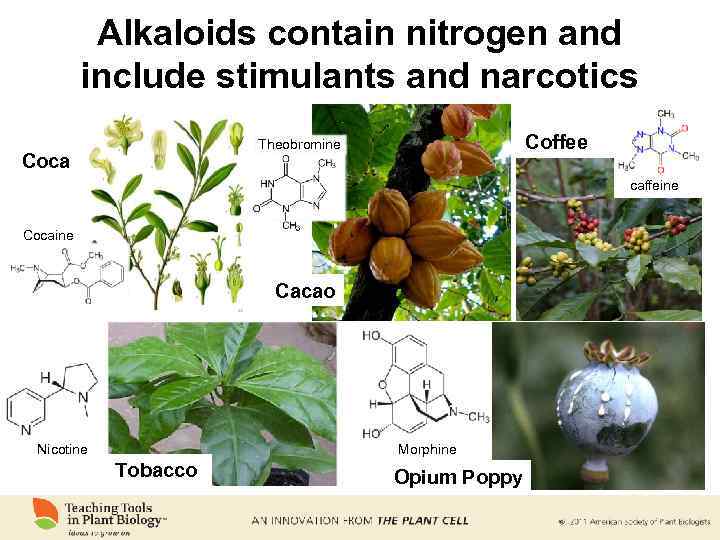 Alkaloids contain nitrogen and include stimulants and narcotics Coffee Theobromine Coca caffeine Cocaine Cacao