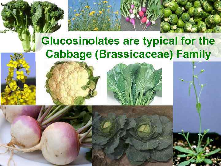 Glucosinolates are typical for the Cabbage (Brassicaceae) Family 