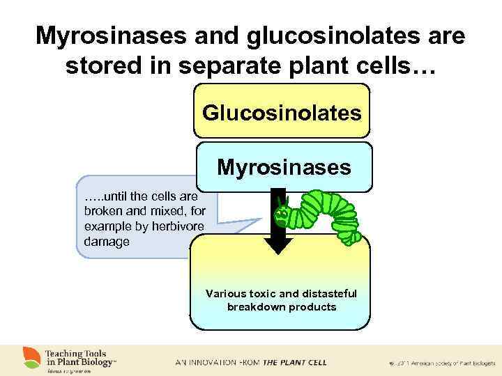 Myrosinases and glucosinolates are stored in separate plant cells… Glucosinolates Myrosinases …. . until