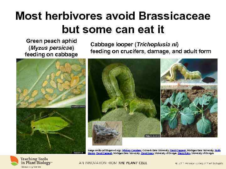 Most herbivores avoid Brassicaceae but some can eat it Green peach aphid (Myzus persicae)