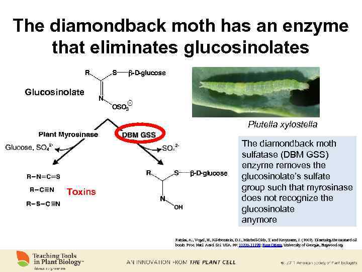 The diamondback moth has an enzyme that eliminates glucosinolates Glucosinolate Plutella xylostella Toxins The